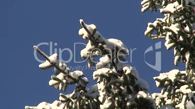 Schneebedeckter Tannenbaum