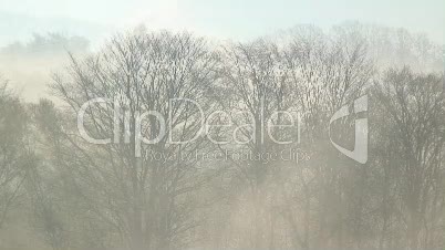 Nebelstimmung im Laubwald