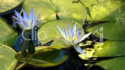 Blaue Lotusblume