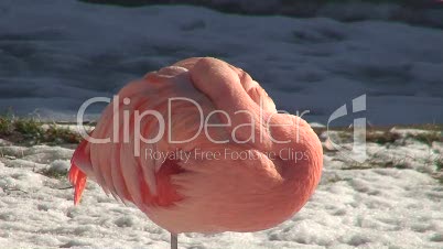 Flamingo im Schnee