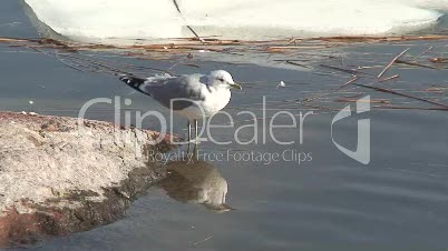 Möwe am Wasser