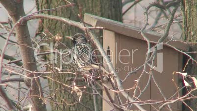 Vogel beim Nest 1