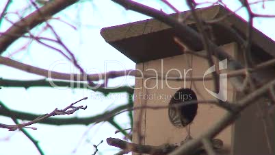 Vogel kert zum Nest zurück 2