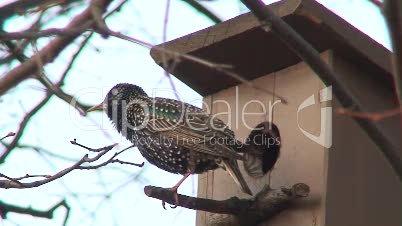 Vogel beim Nest 4