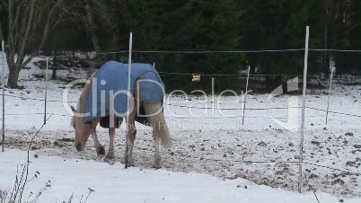Pferde mit Wärmedekc am Zaun