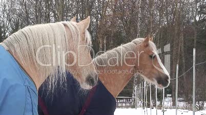 Zwei Pferde im Winter