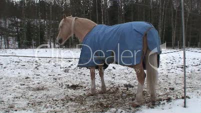 Pferd mit Wärmedecke auf Koppel
