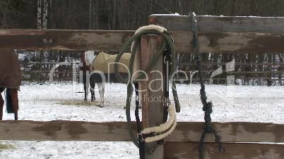 Zaun von einer Pferdekopppel