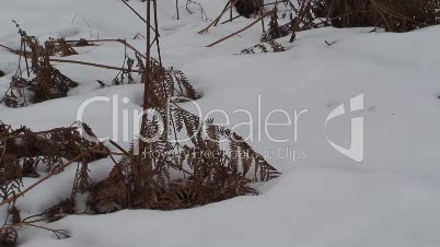 Farn im Schnee (Nahaufnahme)