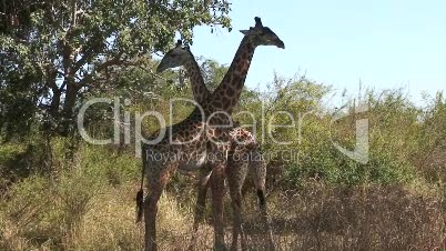 Giraffen in Wildnis 1