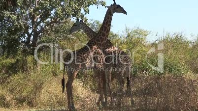 Giraffen in Wildnis 2