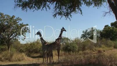 Giraffen in Wildnis 3