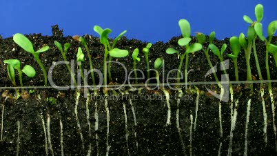 Wachsen der Alfalfa