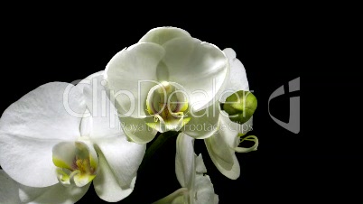 Aufgehende weiße Orchidee