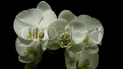Aufgehende weiße Orchidee