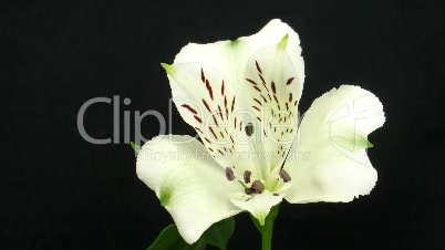 Peruanische Lilie