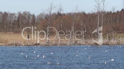 Vögel auf einem See