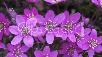 Leberblümchen 2