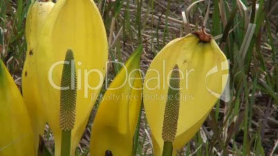 Gelbe Scheincalla