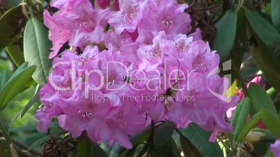 Rosa Rhododendren