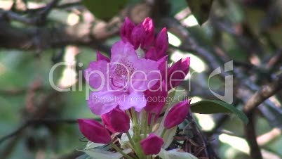 Rosa Rhododendren