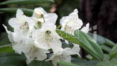 Weiße Rhododendren