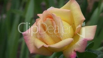 Gelbe Rose 4
