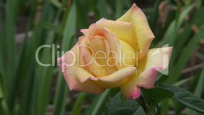 Gelbe Rose 5