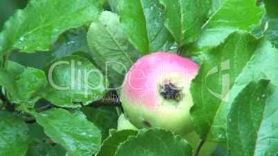 Apfel im Baum