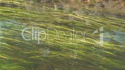 Gräser in einem See
