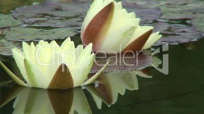 Weiße Wasserlilie