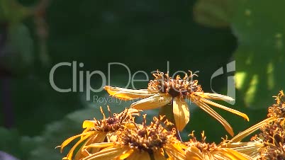 Schmetterling auf einer Blüte 7