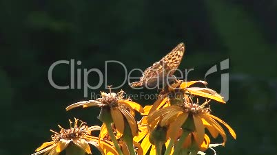 Schmetterling auf einer Blüte 6