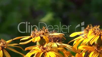 Insekt auf einer Blüte