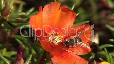 Biene auf einer Blüte 1