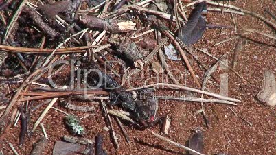 Ameisen mit toter Eidechse  2 part a