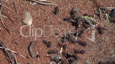 Ameisen mit totem Grashüpfer 5