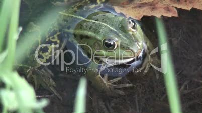 Frosch in einem Teich 5