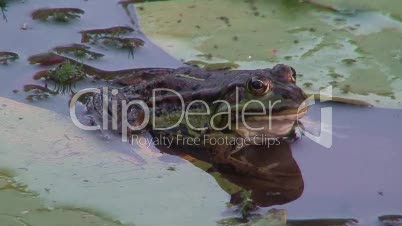Frosch in einem Teich 8