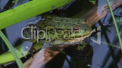 Frosch in einem Teich 10