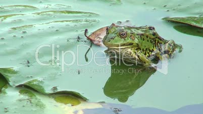 Frosch in einem Teich 13
