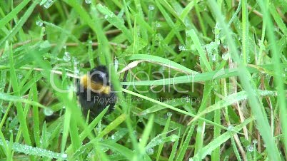 Biene im Gras
