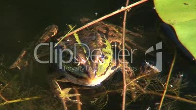 Frosch in einem Teich