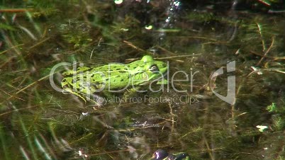 Frosch in einem Teich