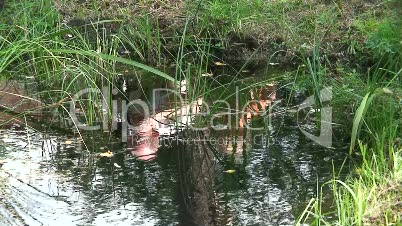 Fotografen spiegeln sich Teich
