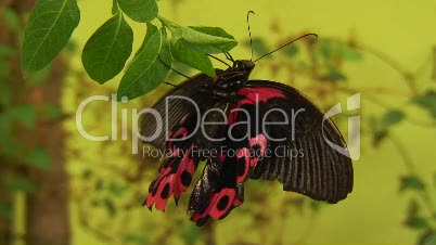 Exotischer Schmetterling-Pachliopta aristolachiae