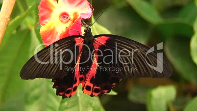 Exotischer Schmetterling-Pachliopta aristolachiae