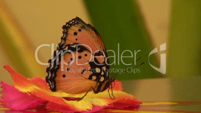 Exotischer Schmetterling - Afrikanischer Monarch
