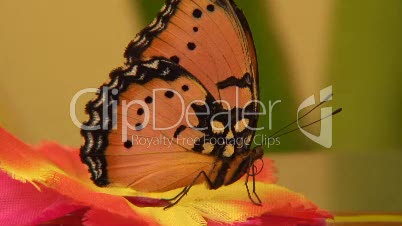 Exotischer Schmetterling - Afrikanischer Monarch