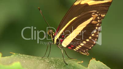 Helioconis - Exotischer Schmetterling